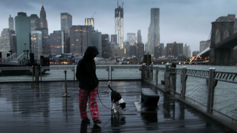 Vanessa Pumo har tid til at lufte hunden, mens vind og regn fra orkanen Sandy langsomt nærmer sig New York i dag. Foto: Polfoto/AP Photo/Mark Lennihan