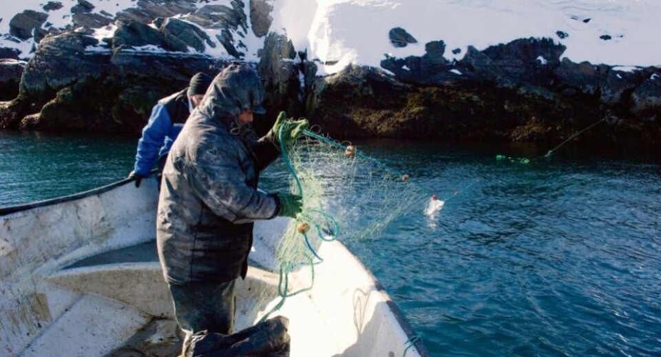 Brug af fiskegarn til fiskeri efter hellefisk er for mange fiskere en foretrukken metode. Men ulempen ved denne form for fiskeri er, at det forstyrrer bundfiskeriet, hvis de mistede fiskegarn ikke bliver bjærget.