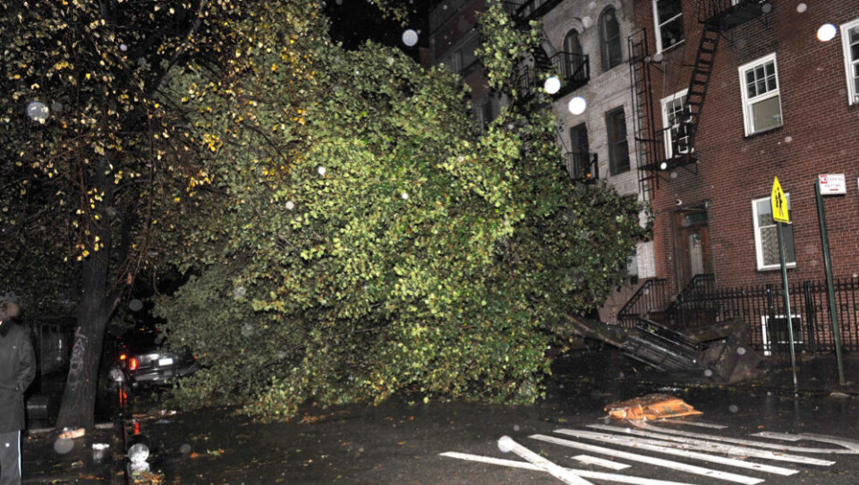 Væltede træer i New York efter orkanen Sandys hærgen. En storbrand er nu brudt ud i storbyen. Foto: Polfoto/AP Photo/Louis Lanzano