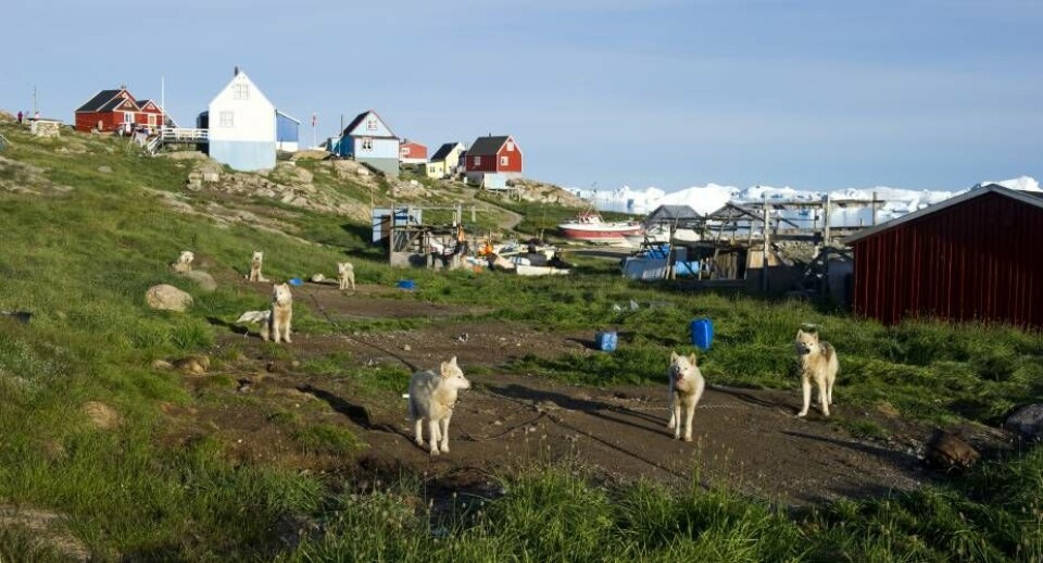 Slædehundene falder fortsat i antal. Årsagerne: Dyrt hundefoder, klimaforandringer, snescootere og urbanisering – altså at folk flytter fra bygder til byer.