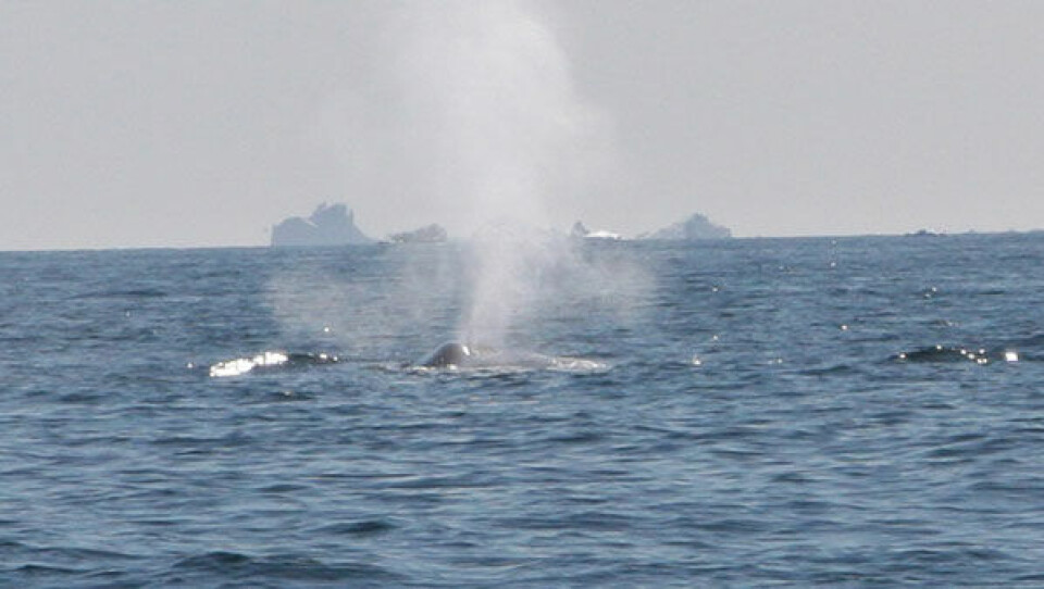 Foto: Kristin Laidre/Pinngortitaleriffik Foto: NOAA Foto: Kristin Laidre/Pinngortitaleriffik Foto: NOAA Foto: Kristin Laidre/Pinngortitaleriffik Foto: NOAA
