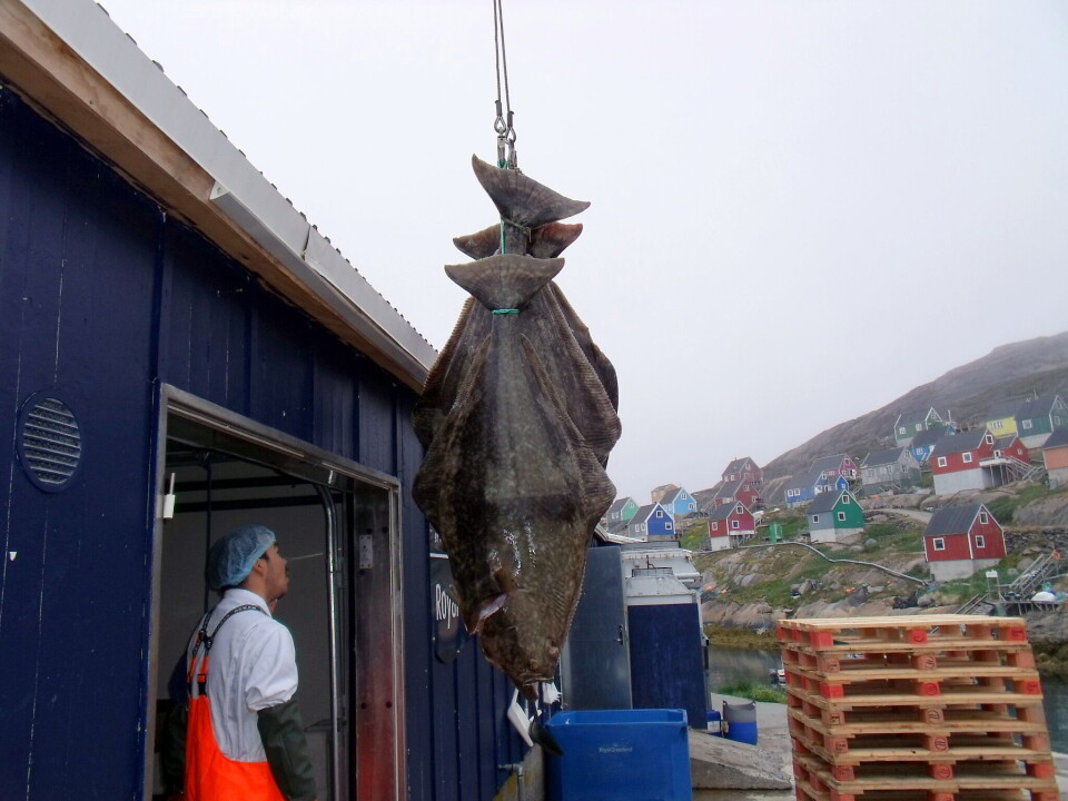 Kæmpe helleflynderen på 220 centimeter og 101 kilo bliver her indhandlet sammen med andre mindre helleflyndere i Kangaamiut Kristian Larsen ’Laarseeraq’Et fantastisk syn. Vilhelm Kreutzmann og hans søn Ujuaansinnguaq Kreutzmann fra Kangaamiut fangede flere helleflyndere, hvoraf den største var 220 centimeter og vejede 101 kilo Kristian Larsen ’Laarseeraq’Vilhelm Kreutzmann har tidligere fanget en kæmpe helleflynder. Her står han ved en på 193 centimeter og 118 kilo Peter Kreutzmann
