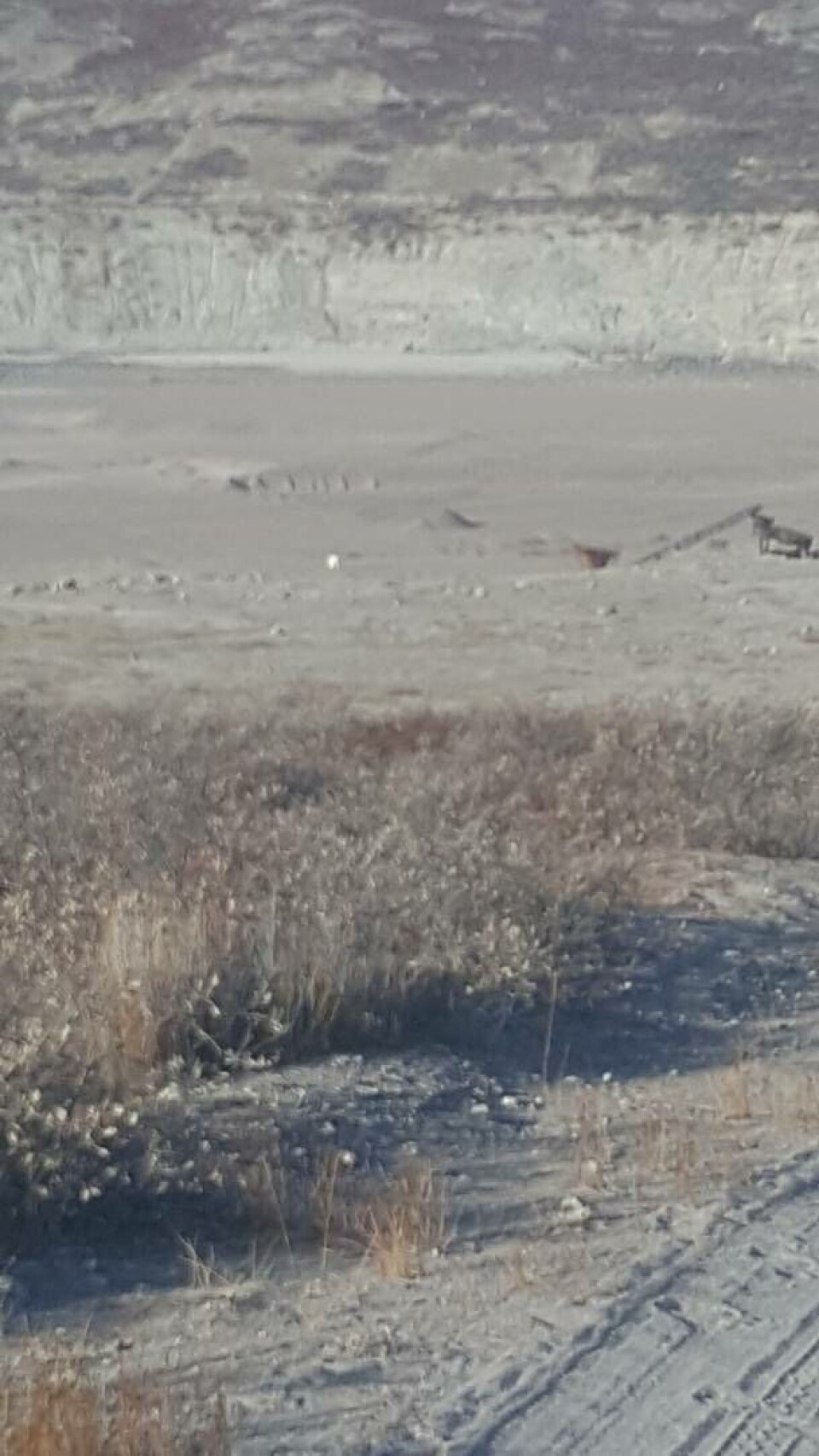 Se billeder af isbjørn i Kangerlussuaq