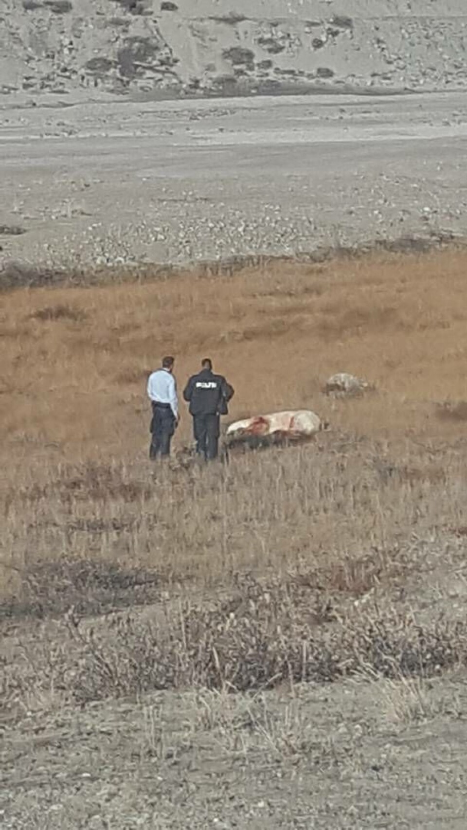 Se billeder af isbjørn i Kangerlussuaq