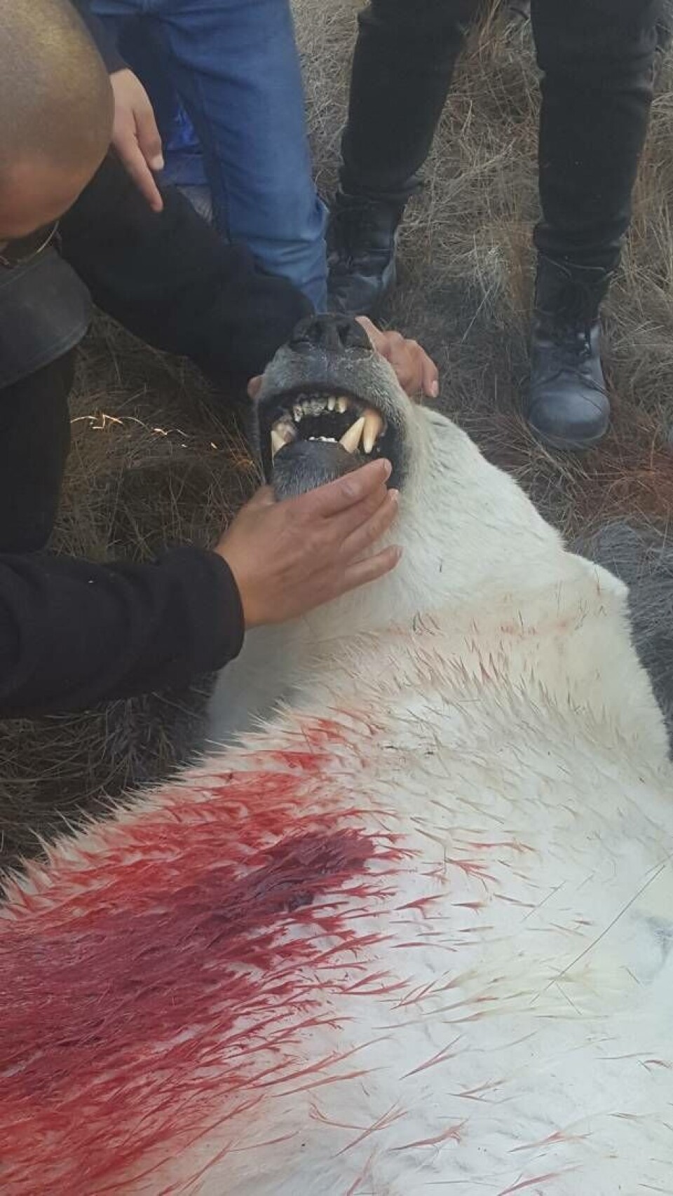 Se billeder af isbjørn i Kangerlussuaq
