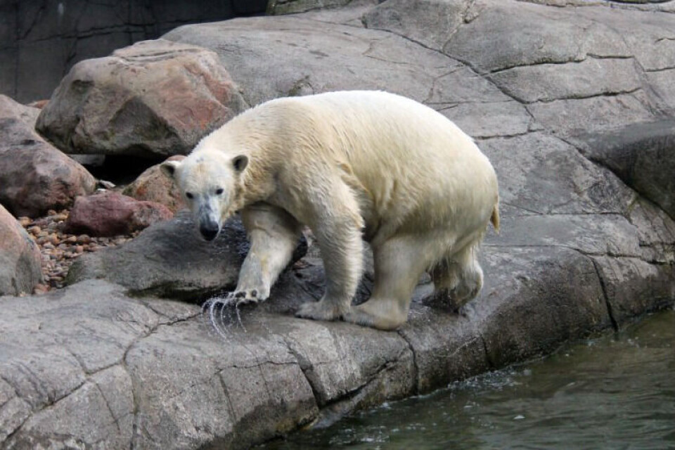 har sendt Milak (på billedet) og Malik og på ferie i Skandinavisk Dyrepark. Den tredje isbjørn, Victoria, bliver tilbage Aalborg Zoo