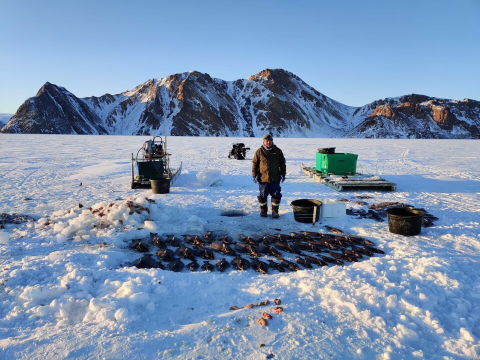 Havisfiskerisæsonen er ved at starte op igen i Qaanaaq efter en længere periode uden havis. Her Nuka Kristiansen i forår 2022, hvor fiskeriet stadig kørte på skinner.