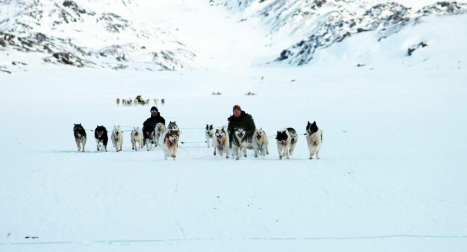 Kvalifikationsrunderne i Sisimiut til Avannaata Qimussersua blev holdt forrige weekend. Fem hundeslæder er nu kvalificeret, og hundeslædeforeningen anmoder KNQK om at have flere hundeslæder kvalificeret til dysten, da byen er blevet vært i år.
