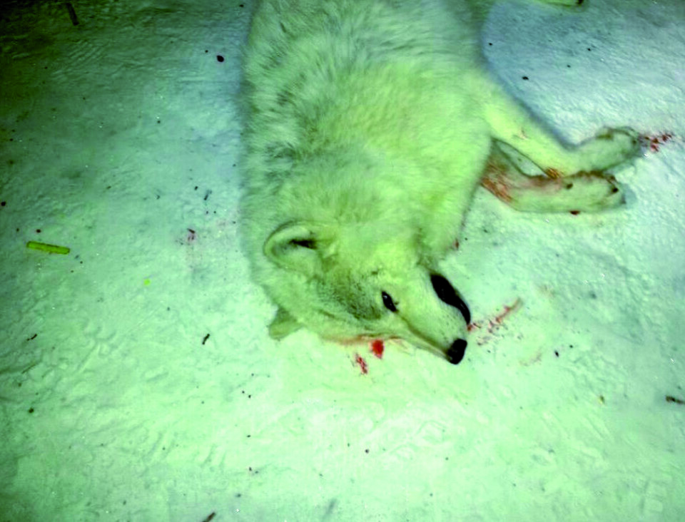 Nunatsinni amaqqut qaqutigoorput. Una siorna Siorapalummi imminut illersortariaqarnermi pisarineqarpoq.