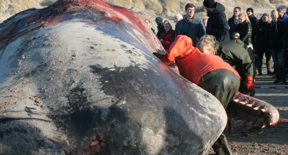 Casper Christoffersen er fra Nuuk. Han deltog i arbejdet, da konservatorer og biologer skulle dissekere de to kaskelothvaler, der skyllede i land ved Esbjerg forrig weekend
