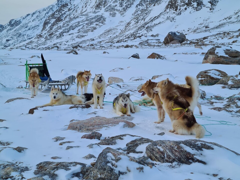Justus Utuaqs hunde inden ulykken påskemorgen.