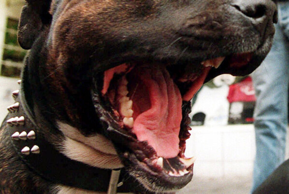 13 navngivne arter af kamp- og muskehunde bliver forbudt i Grønland. Foto: AP