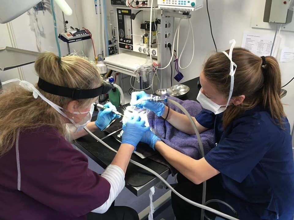 En hund eller andet dyr kan modtage medicin eller dyrlægebehandling, når først en dyrlæge har tilset det.