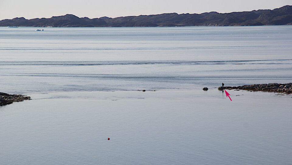 På grund af tidevandet strandede en ung kvinde på øen ved Qasigiannguit (Nødhavnen) i Nuuk. Foto: Benny Kokholm