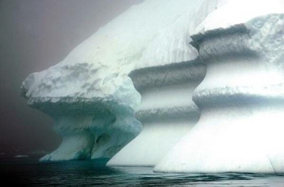 Den arktiske is' smeltning vil få vandet til at sige 1,2 meter inden 2100, siger WWF. Foto: AP
