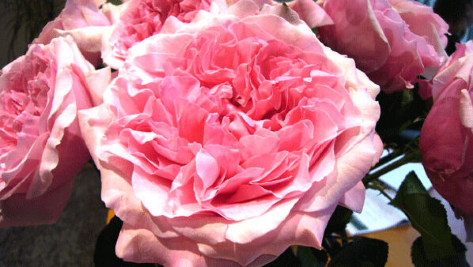 På Valentinsdag udveksler par kort, blomster, chokolade eller andre former for kærlige gaver. Foto: Wikimedia Commons